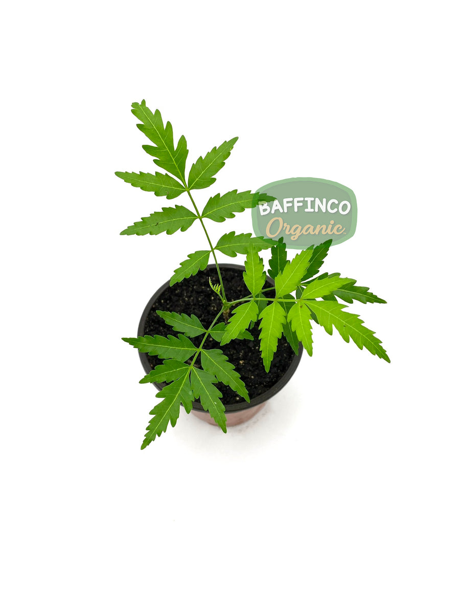 plant of neem Neem (Azadirachta Indica) Live Plant – BaffinCo Organic