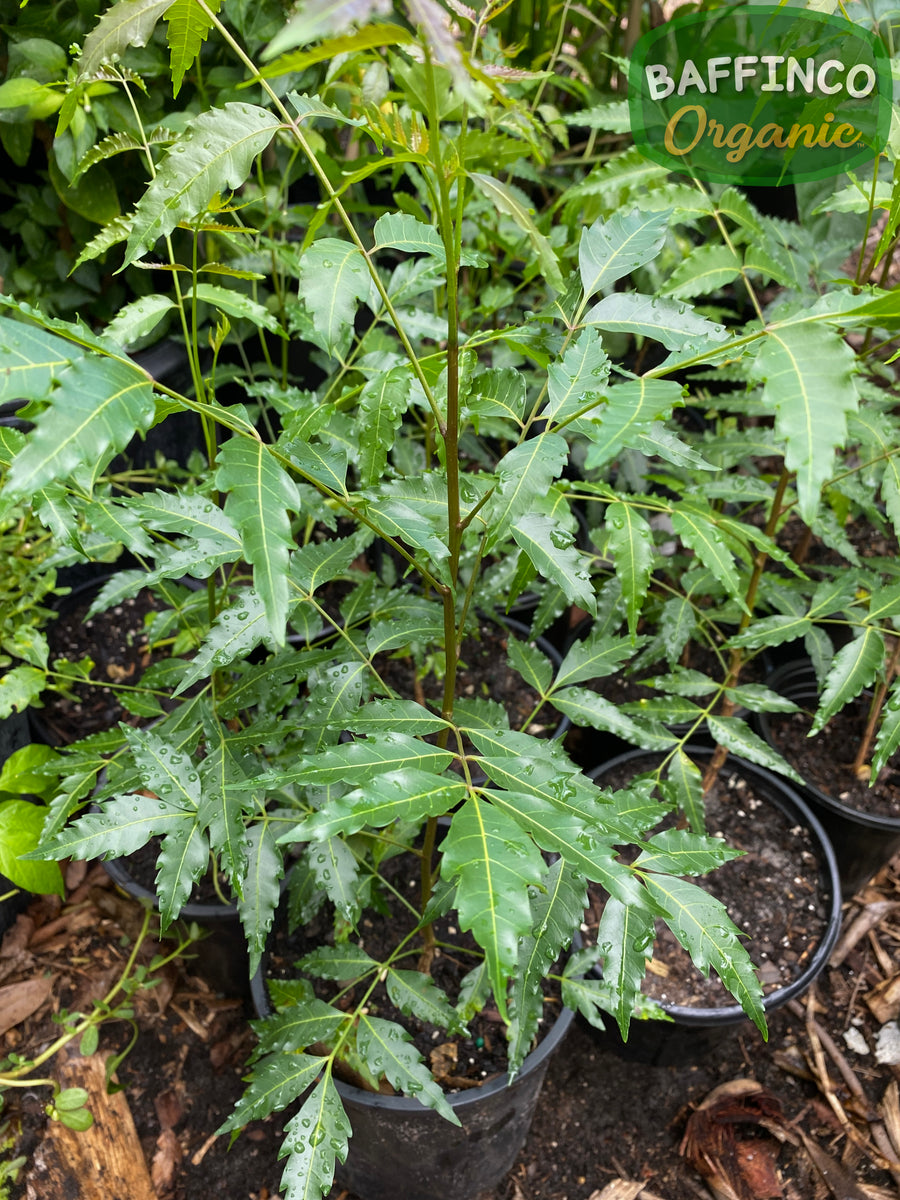 Neem (Azadirachta Indica) Live Plant – BaffinCo Organic