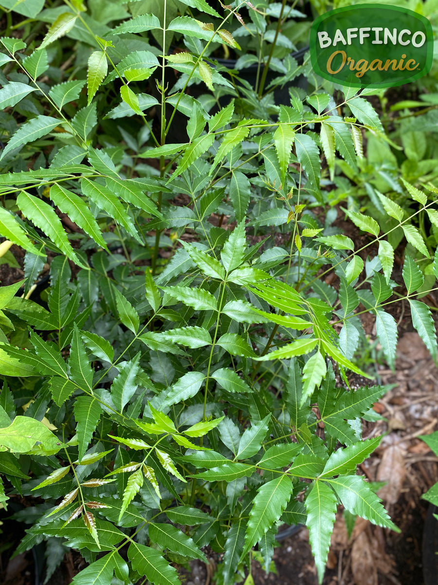 indoor neem plant Neem (Azadirachta Indica) Live Plant – BaffinCo Organic