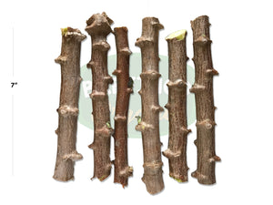 Cassava (Manihot esculenta) Cuttings