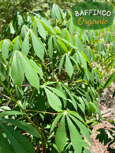 Cassava (Manihot esculenta) Cuttings