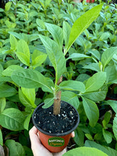 Load image into Gallery viewer, Bitter Leaf (Vernonia Amygdalina) Live Plant