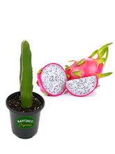 Load image into Gallery viewer, Dragon Fruit Live Plant