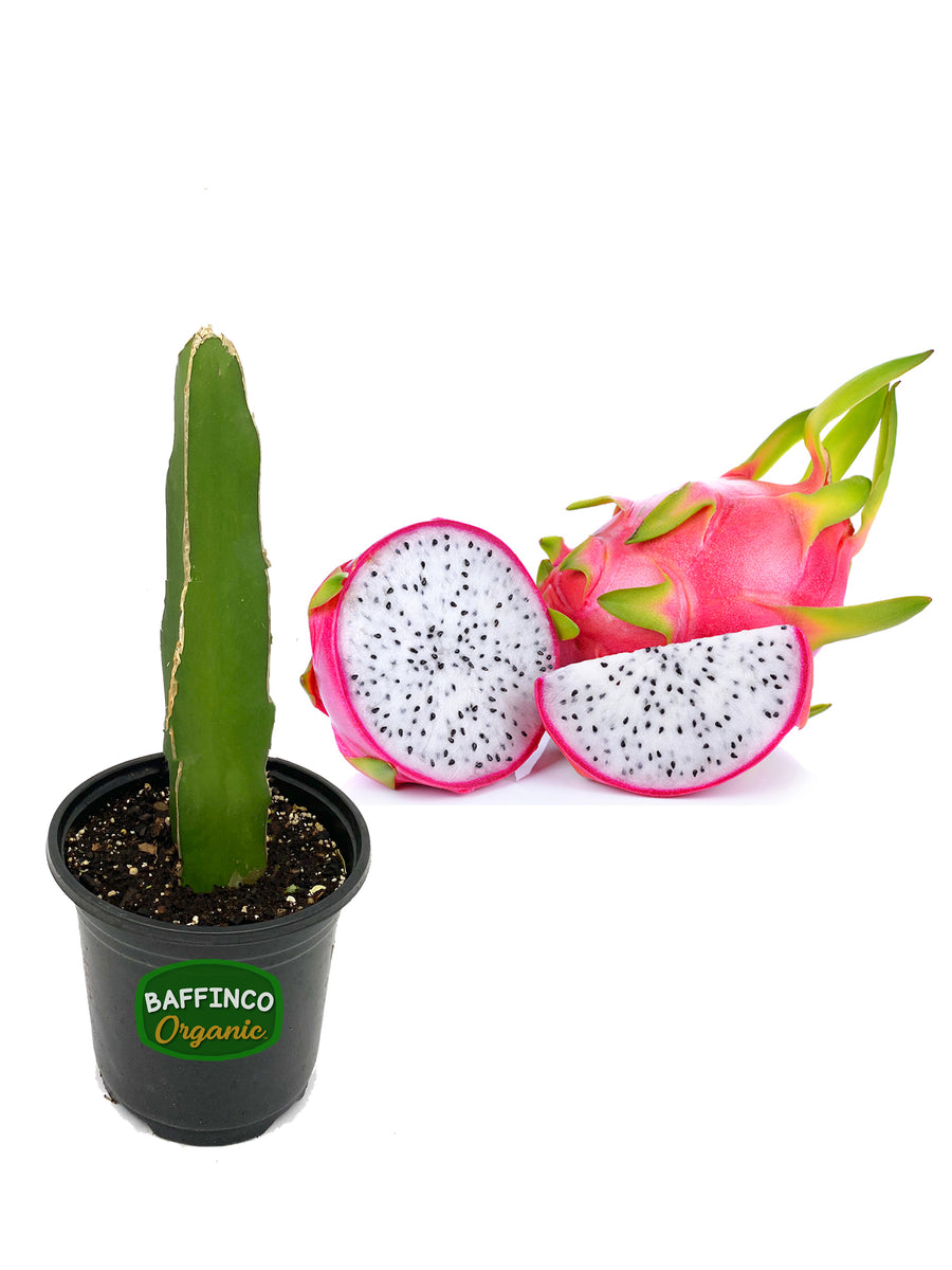 dragon fruit tree live plant in a 6 in. pot Dragon Fruit Live Plant – BaffinCo Organic