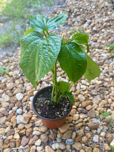 Wild Betel Leaf (Lolot) Live Plant