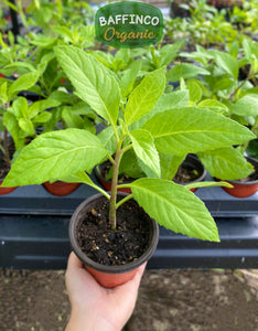 Longevity Spinach (Gynura procumbens) Live Plant