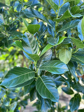 Load image into Gallery viewer, Fresh Organic Jackfruit Leaves