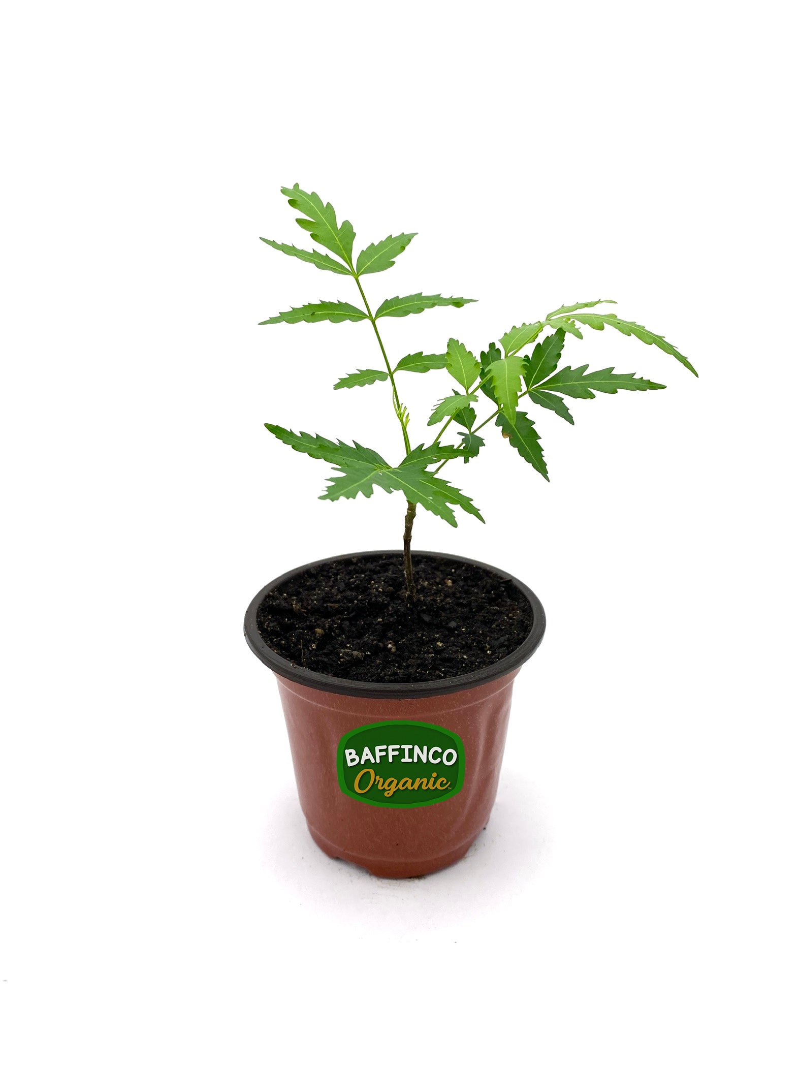 Neem (Azadirachta Indica) Live Plant – BaffinCo Organic