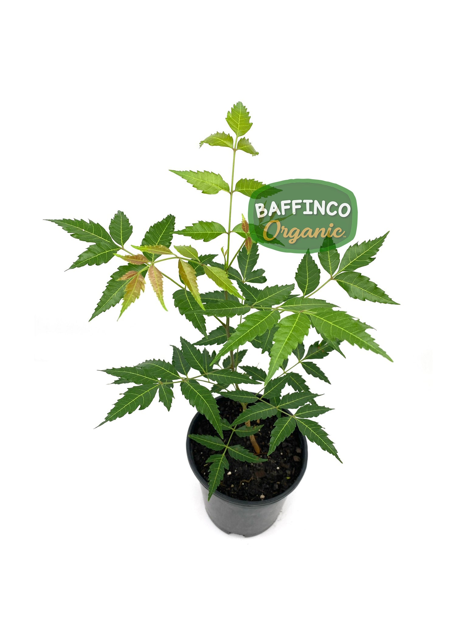 indoor neem plant Neem (Azadirachta Indica) Live Plant – BaffinCo Organic
