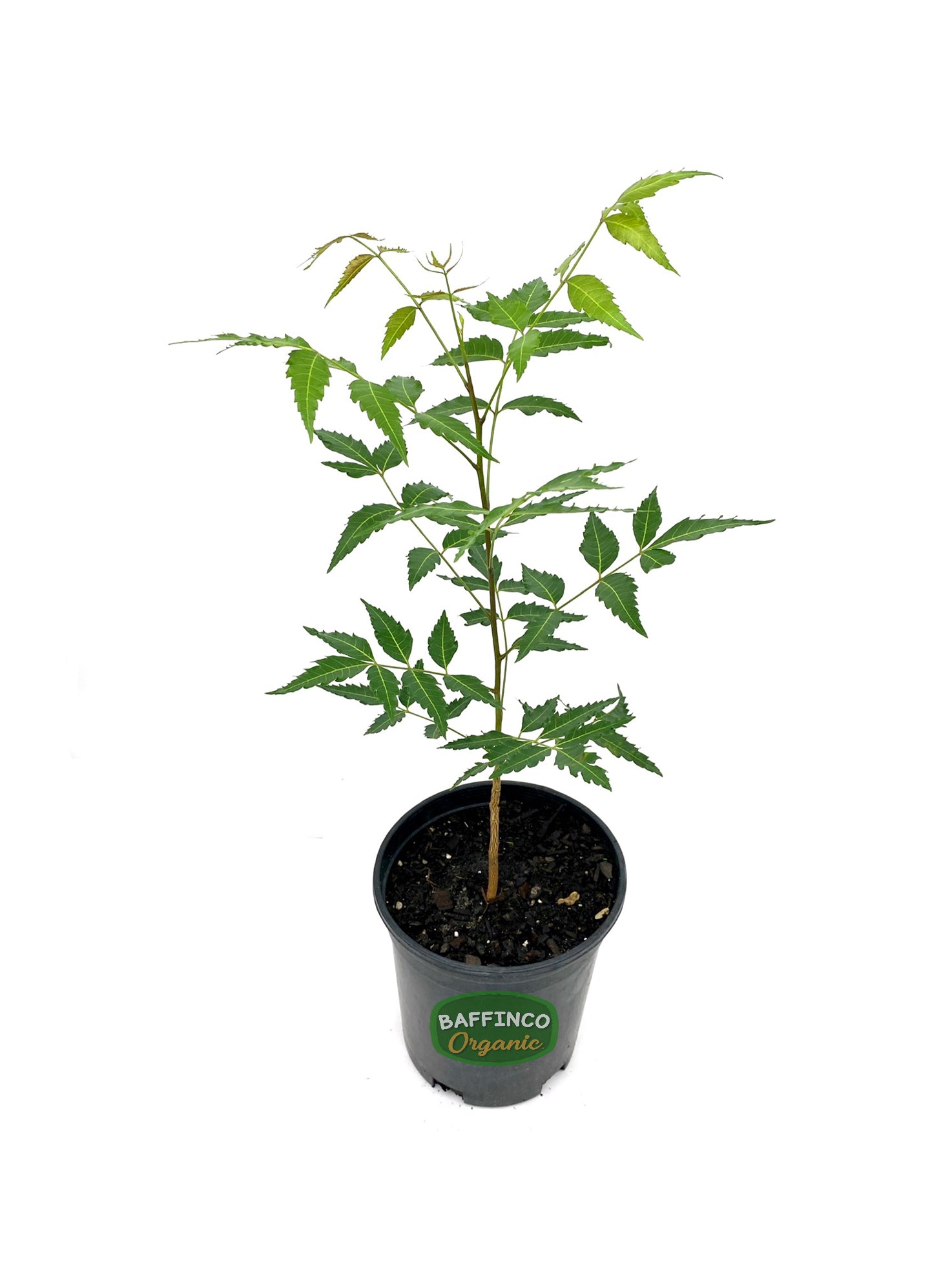 Neem (Azadirachta Indica) Live Plant