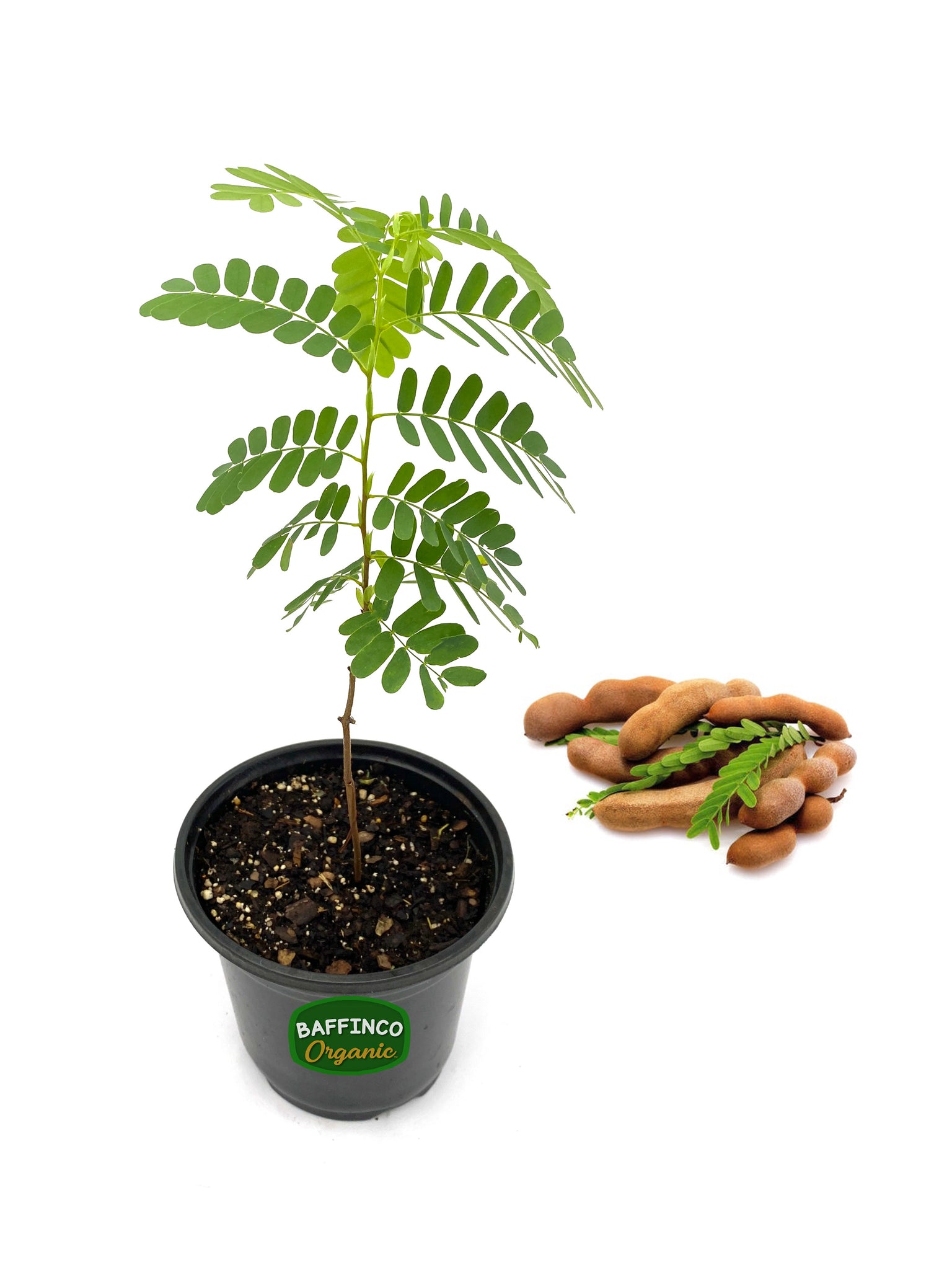 tamarind plant from seed Tamarind Live Plant – BaffinCo Organic