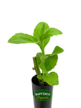 Load image into Gallery viewer, Longevity Spinach (Gynura procumbens) Live Plant