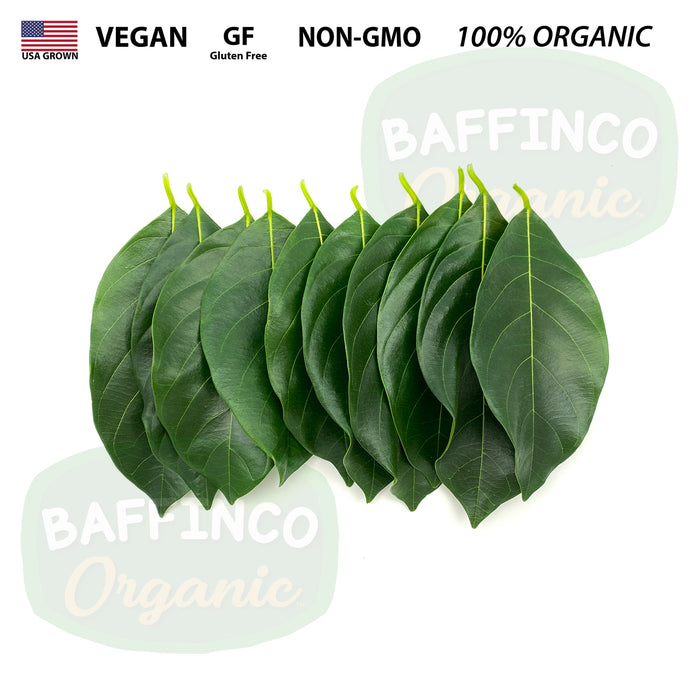 Fresh Organic Jackfruit Leaves