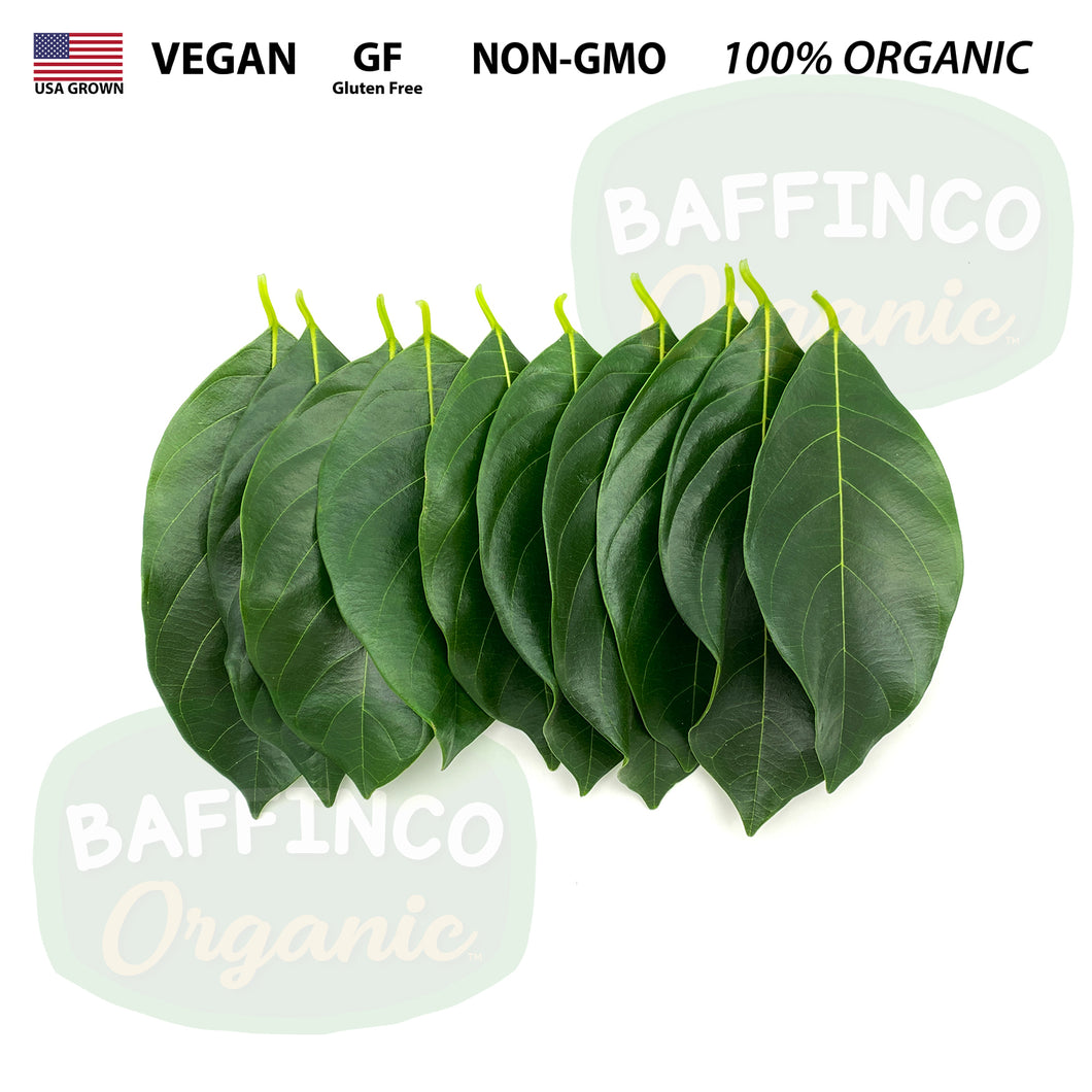 Fresh Organic Jackfruit Leaves