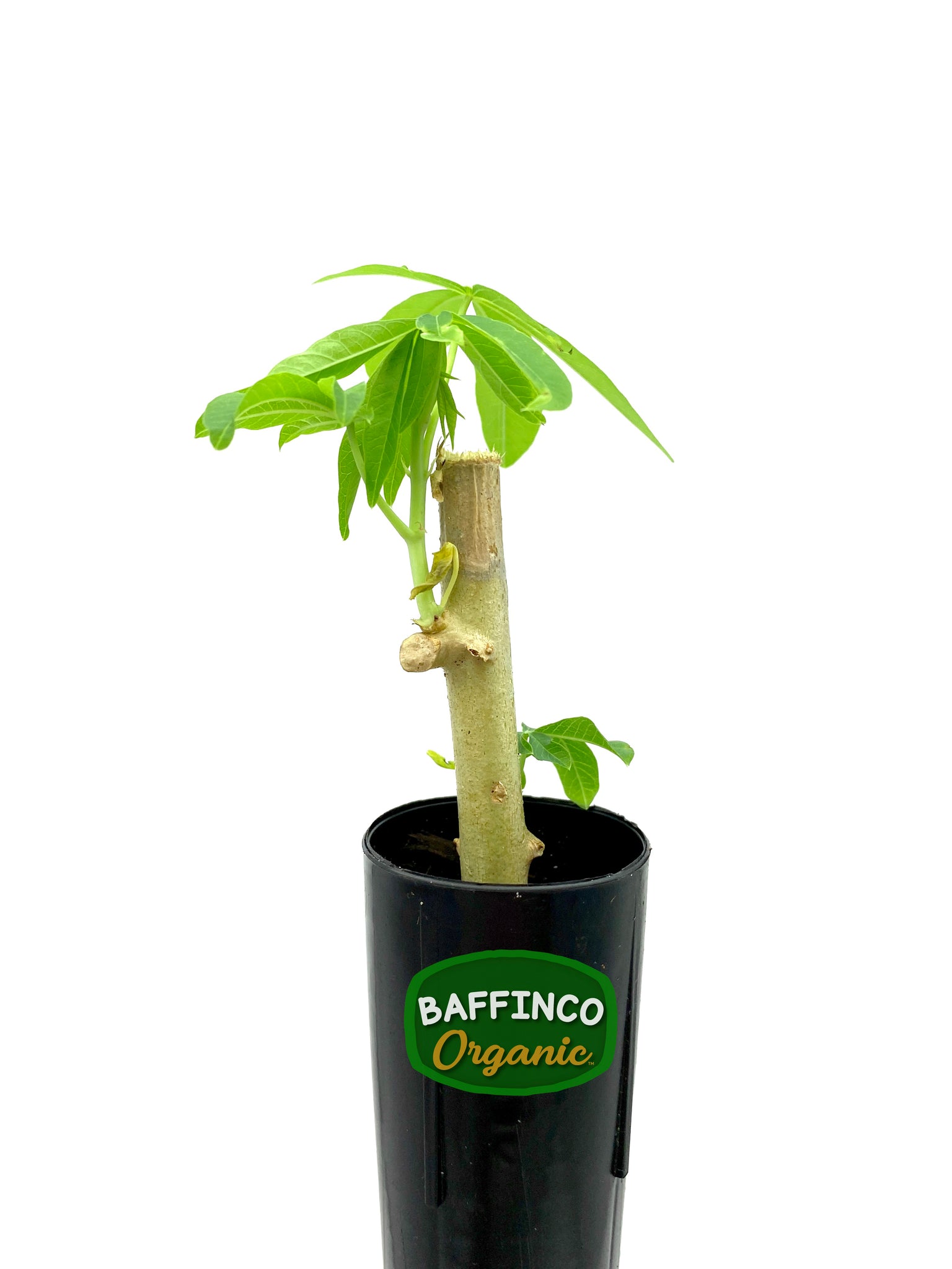cassava house plant Cassava (Manihot esculenta) Live Plant – BaffinCo Organic
