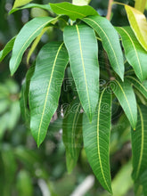 Load image into Gallery viewer, Fresh Organic Mango Leaves