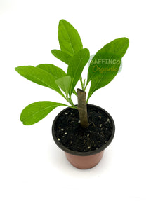 Bitter Leaf (Vernonia Amygdalina) Live Plant