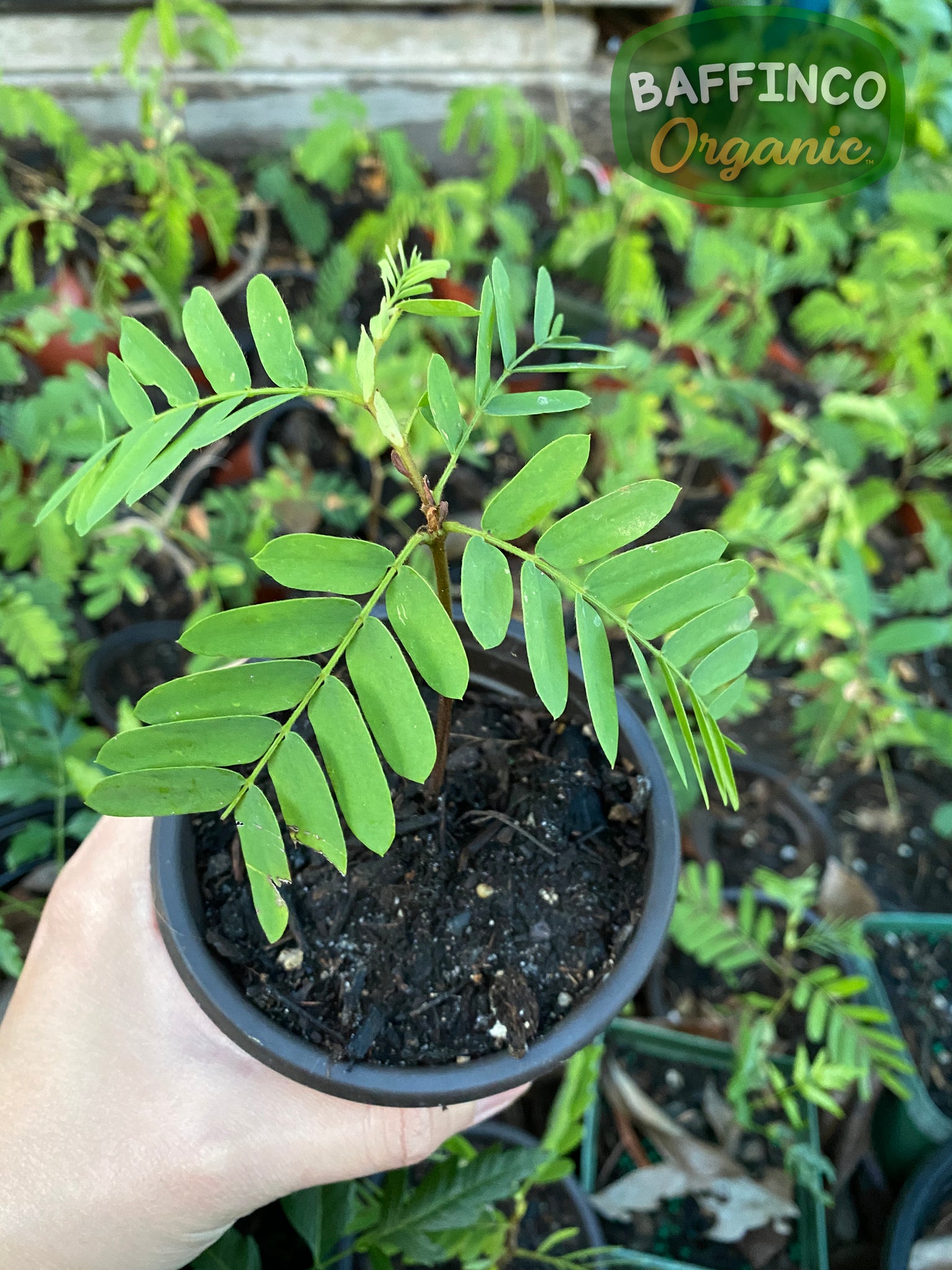 tamarind house plant Tamarind Live Plant – BaffinCo Organic
