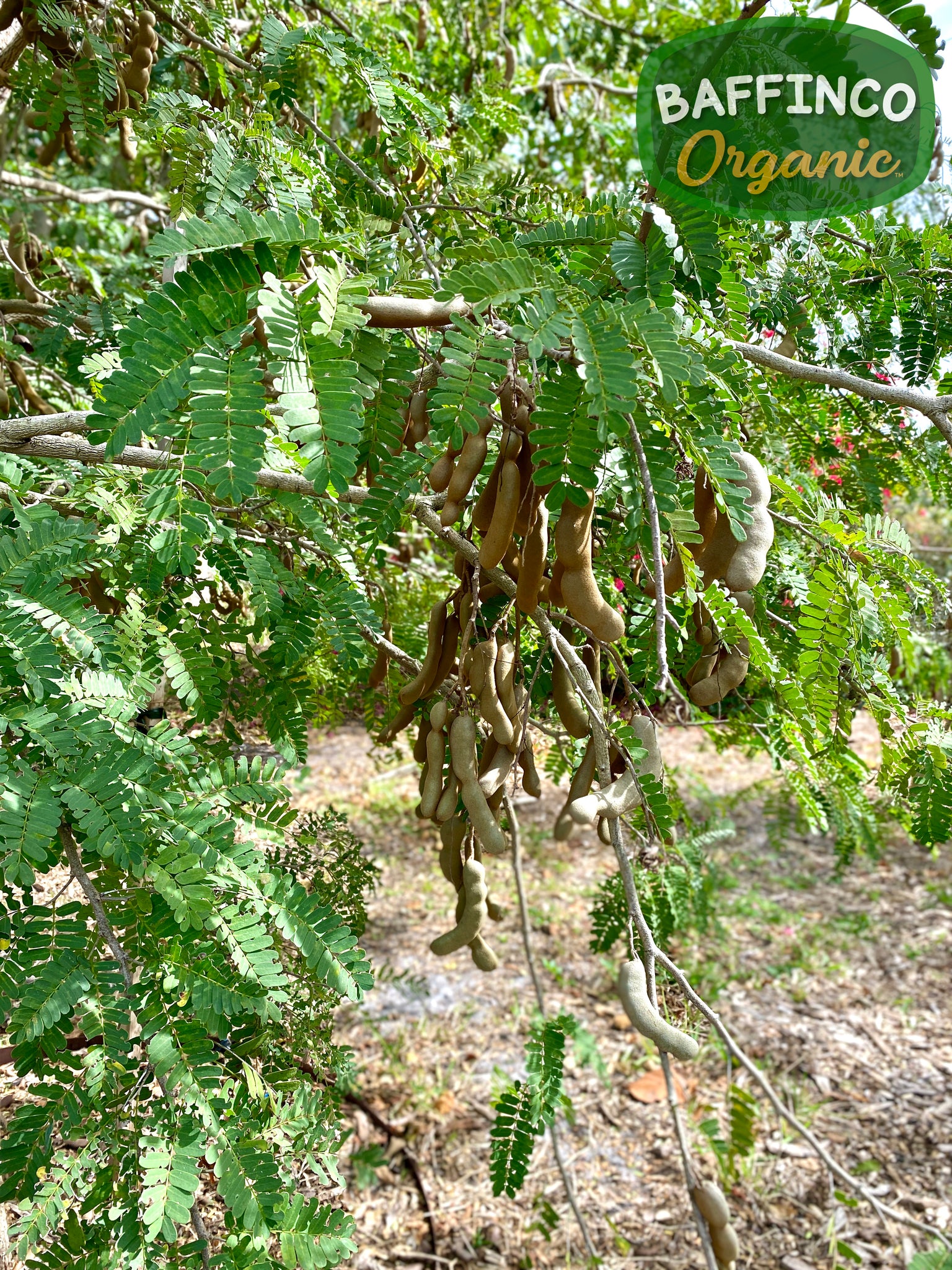 tamarind seed plant Tamarind Seeds – BaffinCo Organic