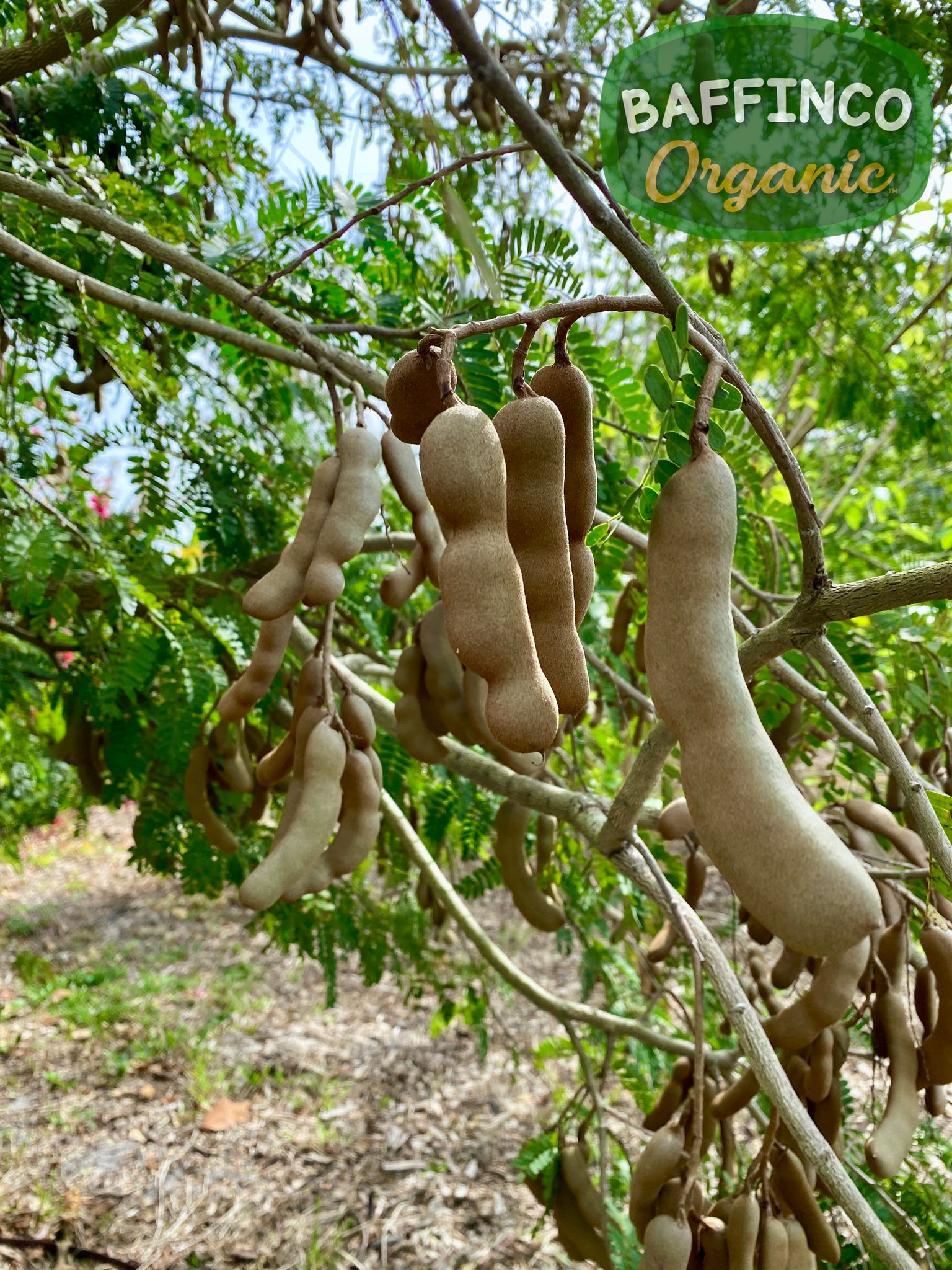 planting tamarind seeds Tamarind Seeds – BaffinCo Organic