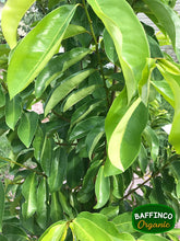 Load image into Gallery viewer, Fresh organic Soursop leaves