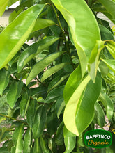 Load image into Gallery viewer, Fresh organic Soursop leaves