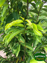 Load image into Gallery viewer, Fresh organic Soursop leaves