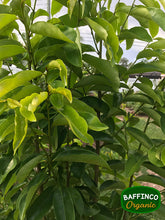 Load image into Gallery viewer, Fresh organic Soursop leaves