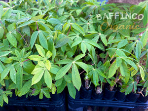 Cassava (Manihot esculenta) Live Plant