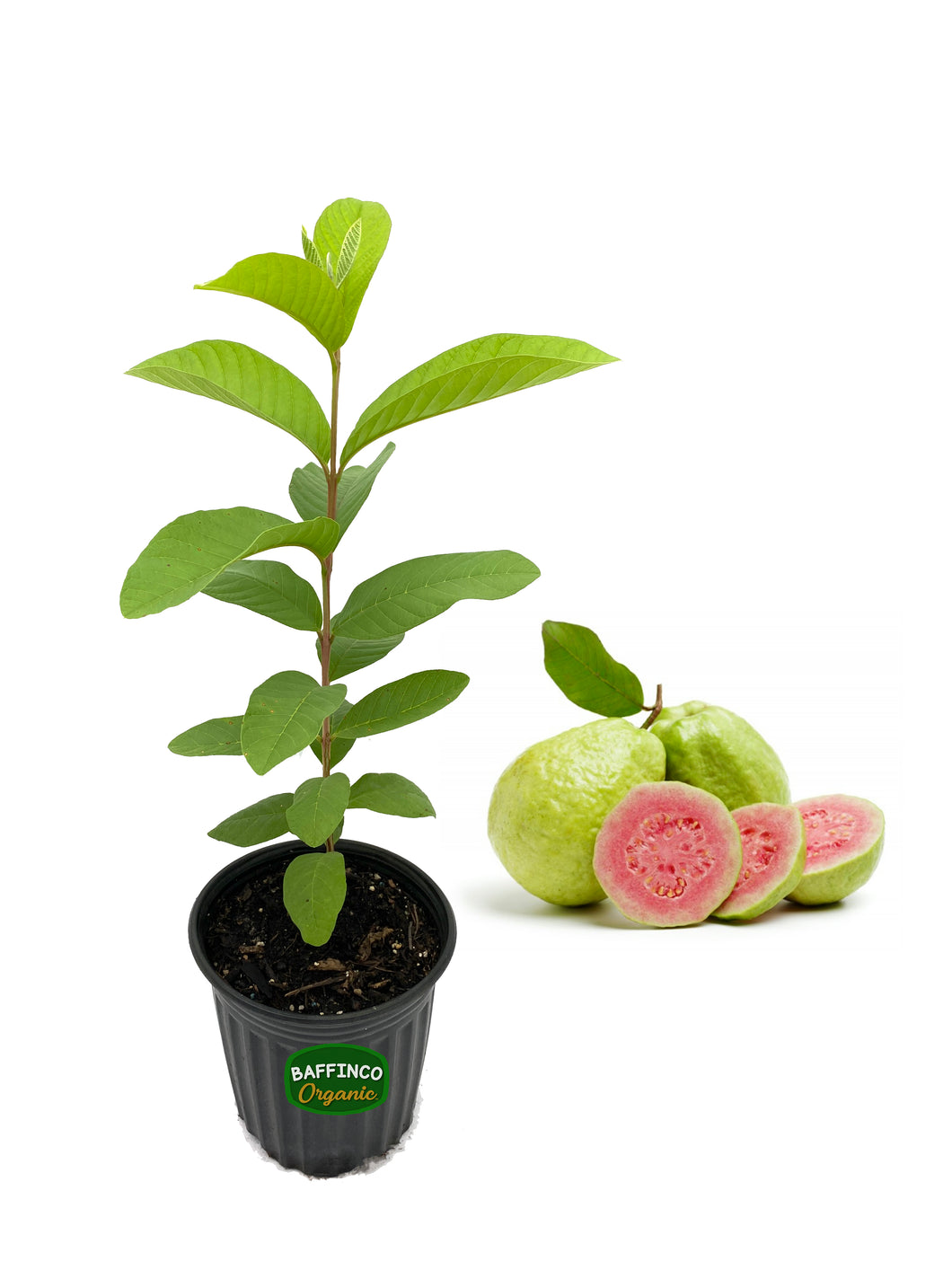 Pink Guava Live Plant