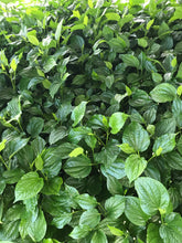 Load image into Gallery viewer, Wild Betel Leaf (Lolot) Live Plant