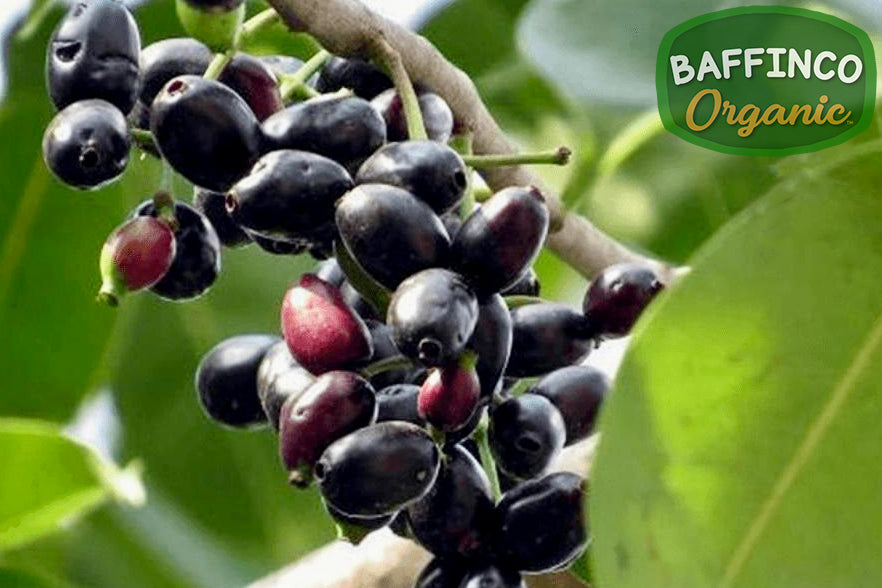 Java Plum Live Plant – BaffinCo Organic
