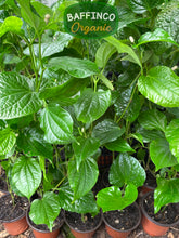 Load image into Gallery viewer, Wild Betel Leaf (Lolot) Live Plant
