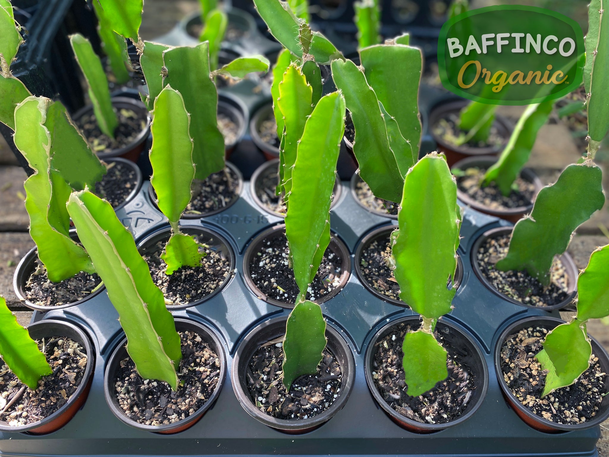 dragon fruit tree live plant in a 6 in. pot Dragon Fruit Live Plant – BaffinCo Organic