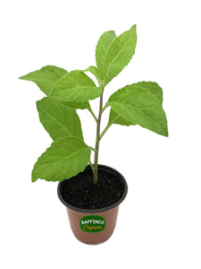 Longevity Spinach (Gynura procumbens) Live Plant