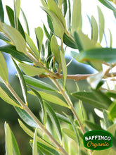 Load image into Gallery viewer, Fresh Organic Olive Leaves