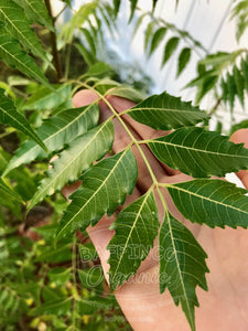 Fresh Organic Neem (Azadirachta Indica) Leaves