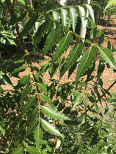 Load image into Gallery viewer, Fresh Organic Neem (Azadirachta Indica) Leaves