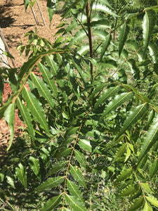 Fresh Organic Neem (Azadirachta Indica) Leaves